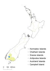 Veronica spectabilis distribution map based on databased records at AK, CHR & WELT.
 Image: K.Boardman © Landcare Research 2022 CC-BY 4.0